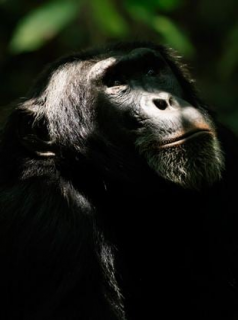 voir L'Empire des chimpanzés saison 1 épisode 4