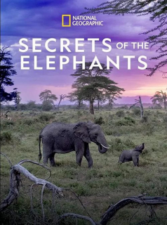 voir Les Secrets des éléphants saison 1 épisode 1